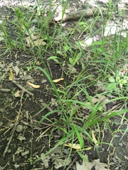 Carex sparganioides