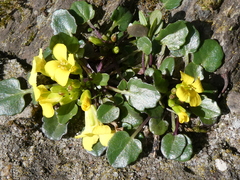 Barbarea rupicola