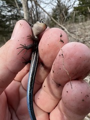 Plestiodon fasciatus