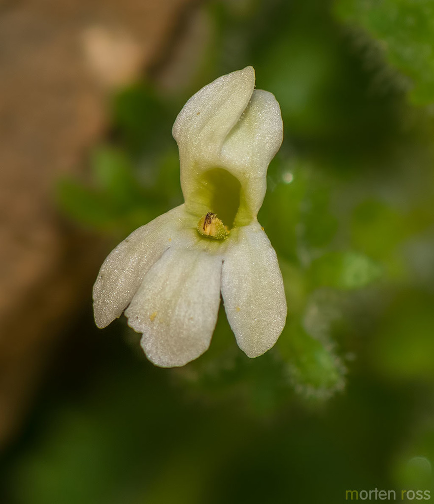 Camptoloma