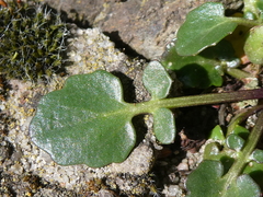 Barbarea rupicola