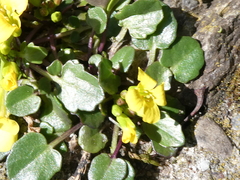 Barbarea rupicola