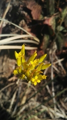 Sebaea leiostyla