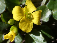 Barbarea rupicola