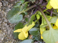 Barbarea rupicola