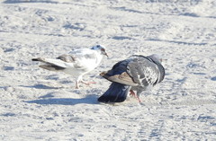 Columba livia domestica