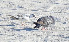 Columba livia domestica