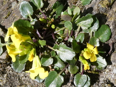 Barbarea rupicola