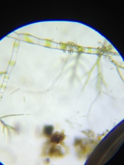 Draparnaldia glomerata