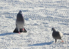 Columba livia domestica