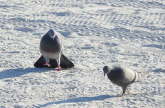 Columba livia domestica