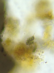 Desmodesmus communis