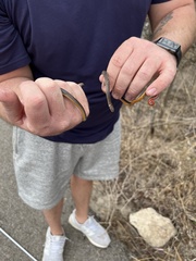 Diadophis punctatus