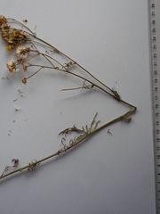 Jacobaea borysthenica
