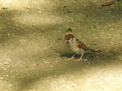 Passer montanus