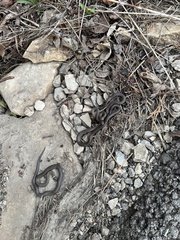 Diadophis punctatus