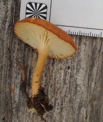 Infundibulicybe squamulosa