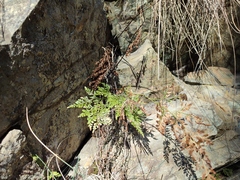 Asplenium cuneifolium