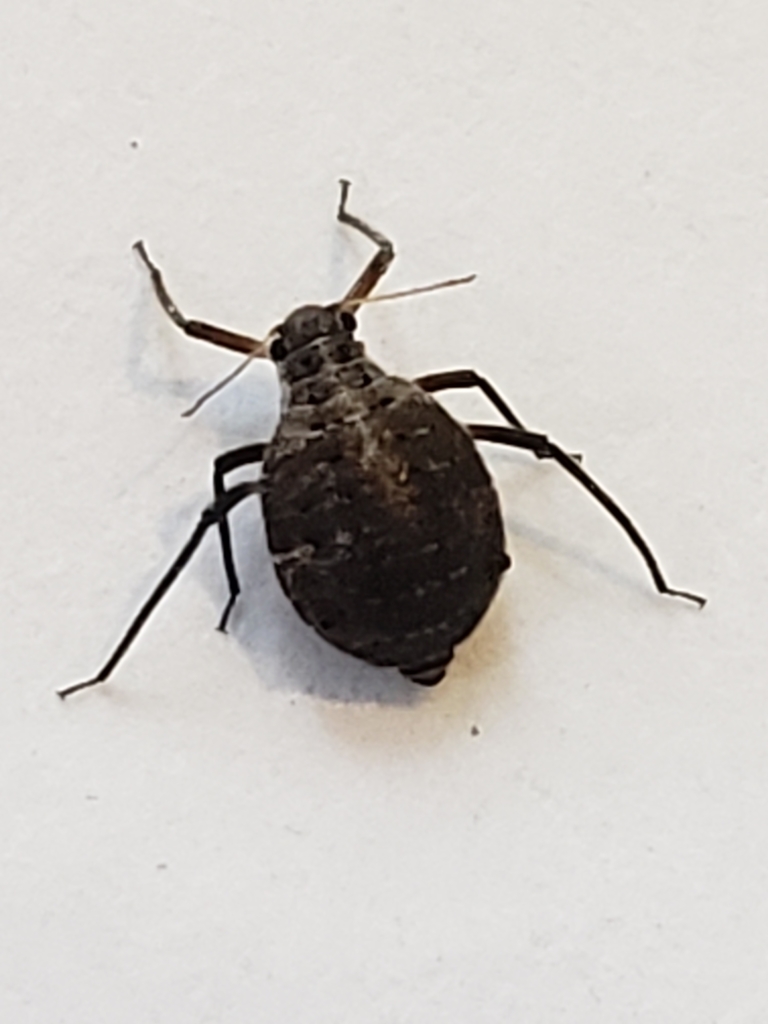 Scots Pine Aphid