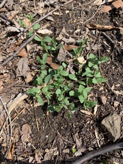 Stellaria pubera