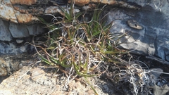 Xerophyta adendorffii
