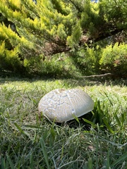 Agaricomycetes