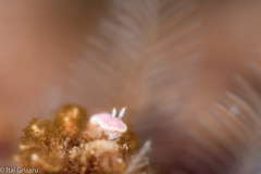 Verconia simplex