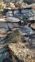 Xerophyta adendorffii