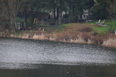 Lophodytes cucullatus