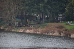 Lophodytes cucullatus