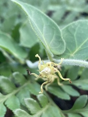 Oxypetalum tomentosum