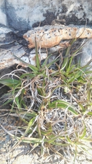 Xerophyta adendorffii