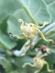 Oxypetalum tomentosum