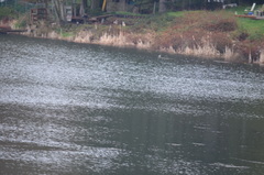 Lophodytes cucullatus