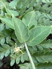 Oxypetalum tomentosum