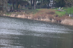 Lophodytes cucullatus