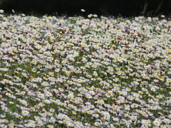 Bellis perennis