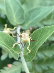 Oxypetalum tomentosum