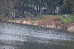 Lophodytes cucullatus