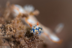 Hypselodoris infucata