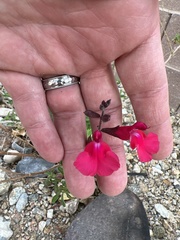 Salvia blepharophylla