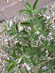 Salvia blepharophylla