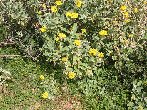 Phlomis fruticosa