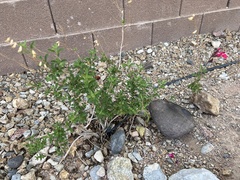 Salvia blepharophylla