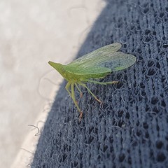 Dictyophara multireticulata