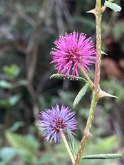 Mimosa magentea