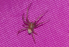 Bijoaraneus postilena