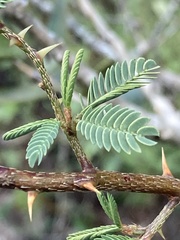 Mimosa magentea