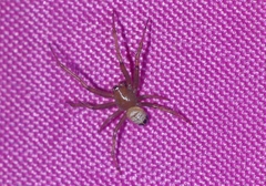 Bijoaraneus postilena