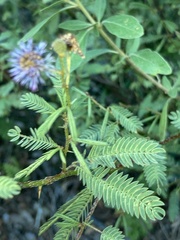 Mimosa magentea